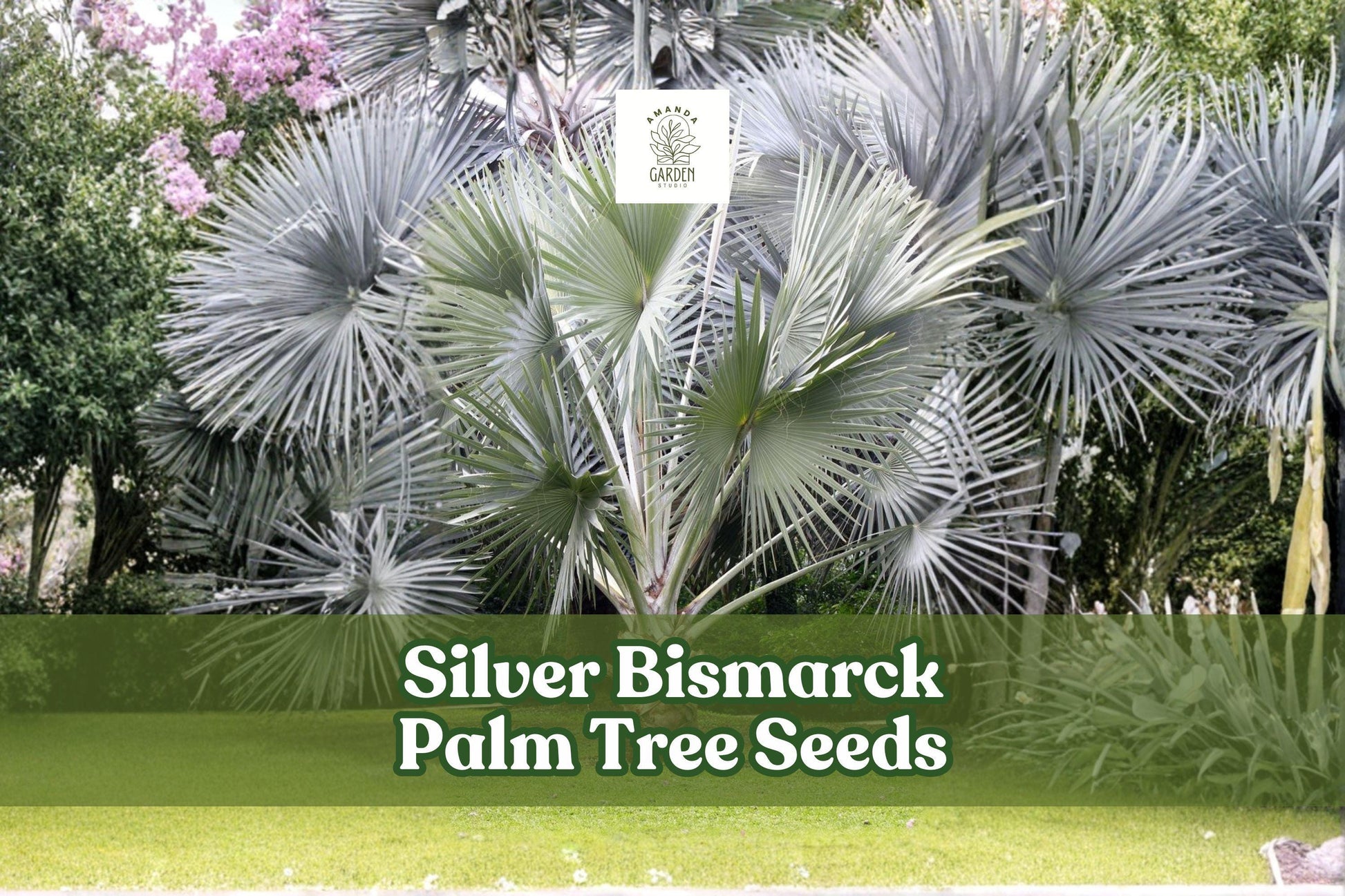 Silver Bismarck Palm Seeds – Tropical Ornamental Tree, Bismarckia nobilis, Silvery Blue Foliage, 3 Seeds