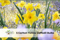 5 Carlton Yellow Daffodil Bulbs | Hardy Perennial Narcissus ‘Carlton’ for Spring Blooming Gardens