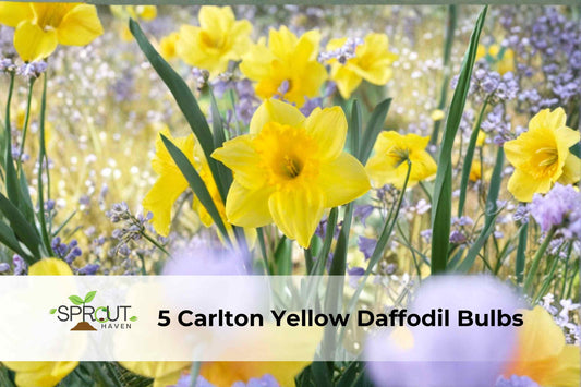5 Carlton Yellow Daffodil Bulbs | Hardy Perennial Narcissus ‘Carlton’ for Spring Blooming Gardens