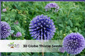 Globe Thistle Seeds | Echinops ritro | Blue Ornamental Perennial Flower for Pollinators