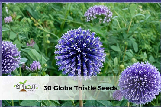 Globe Thistle Seeds | Echinops ritro | Blue Ornamental Perennial Flower for Pollinators