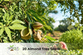 Almond Tree Seeds | Prunus dulcis | Ornamental Flowering Tree with Pink-White Blossoms | Fast-Growing, Hardy Seeds