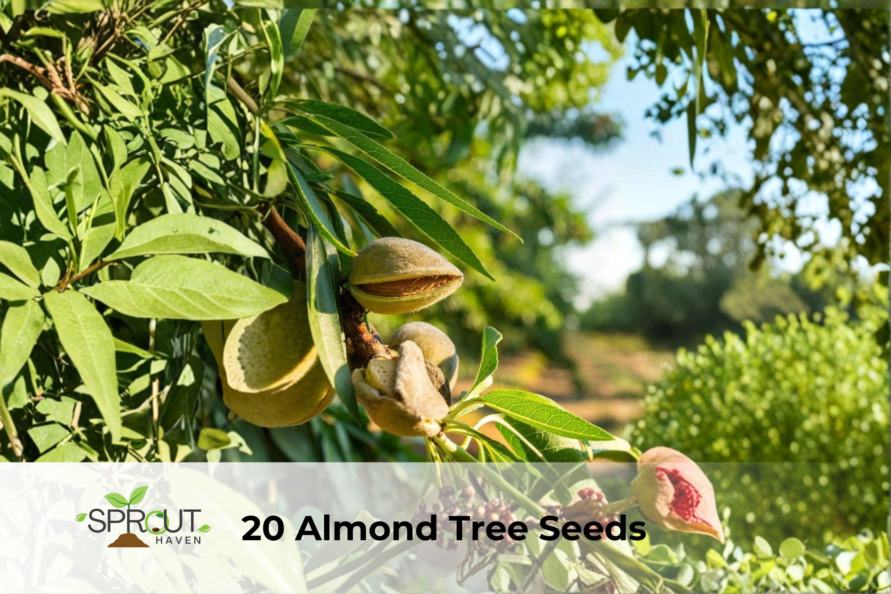 Almond Tree Seeds | Prunus dulcis | Ornamental Flowering Tree with Pink-White Blossoms | Fast-Growing, Hardy Seeds