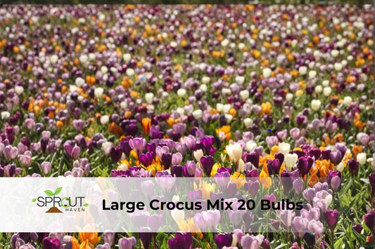 Large Crocus Mix Bulbs – Fall Blooming, Hardy Perennial Flowers, Crocus Species, Lilac, White & Gold Shades