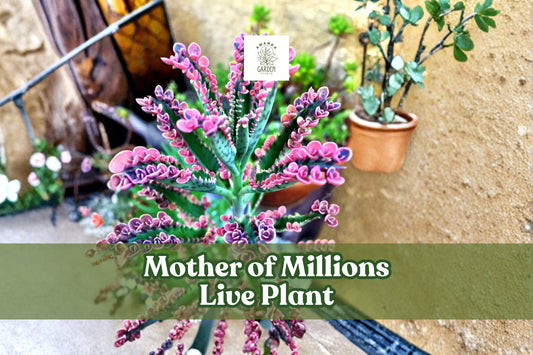 Mother of Millions Live Plant | 2-Inch Potted Succulent | Kalanchoe delagoensis | Easy Care, Drought Tolerant