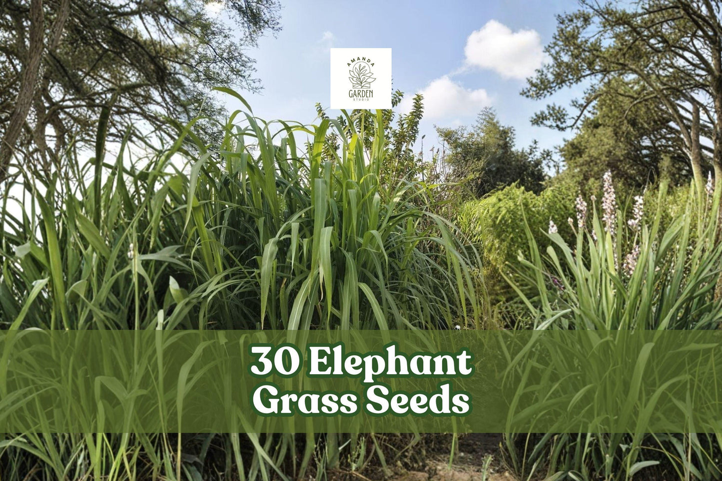 Elephant Grass Seeds – Pennisetum purpureum, Tall Ornamental Grass for Privacy Screens & Landscaping, 30 Seeds, USA Grown