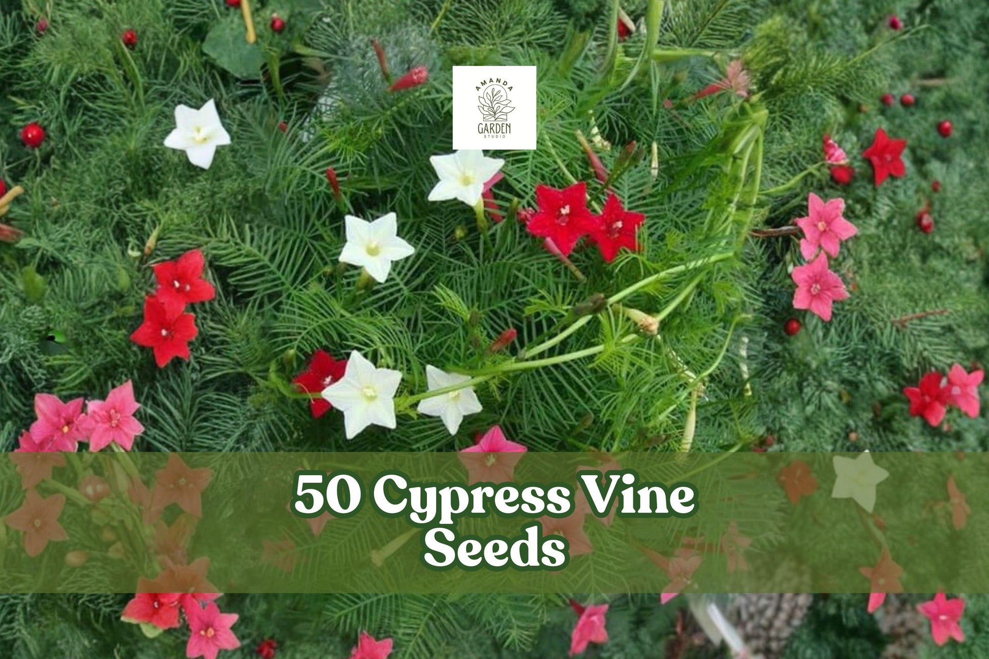 50 Cypress Vine Seeds Ipomoea quamoclit Hummingbird Flower Ornamental Climber Fast-Growing Plant