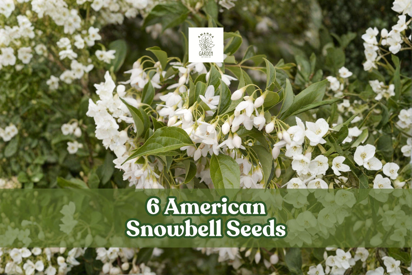 6 American Snowbell Seeds Styrax americanus White Flowering Ornamental Shrub for Garden, Landscape