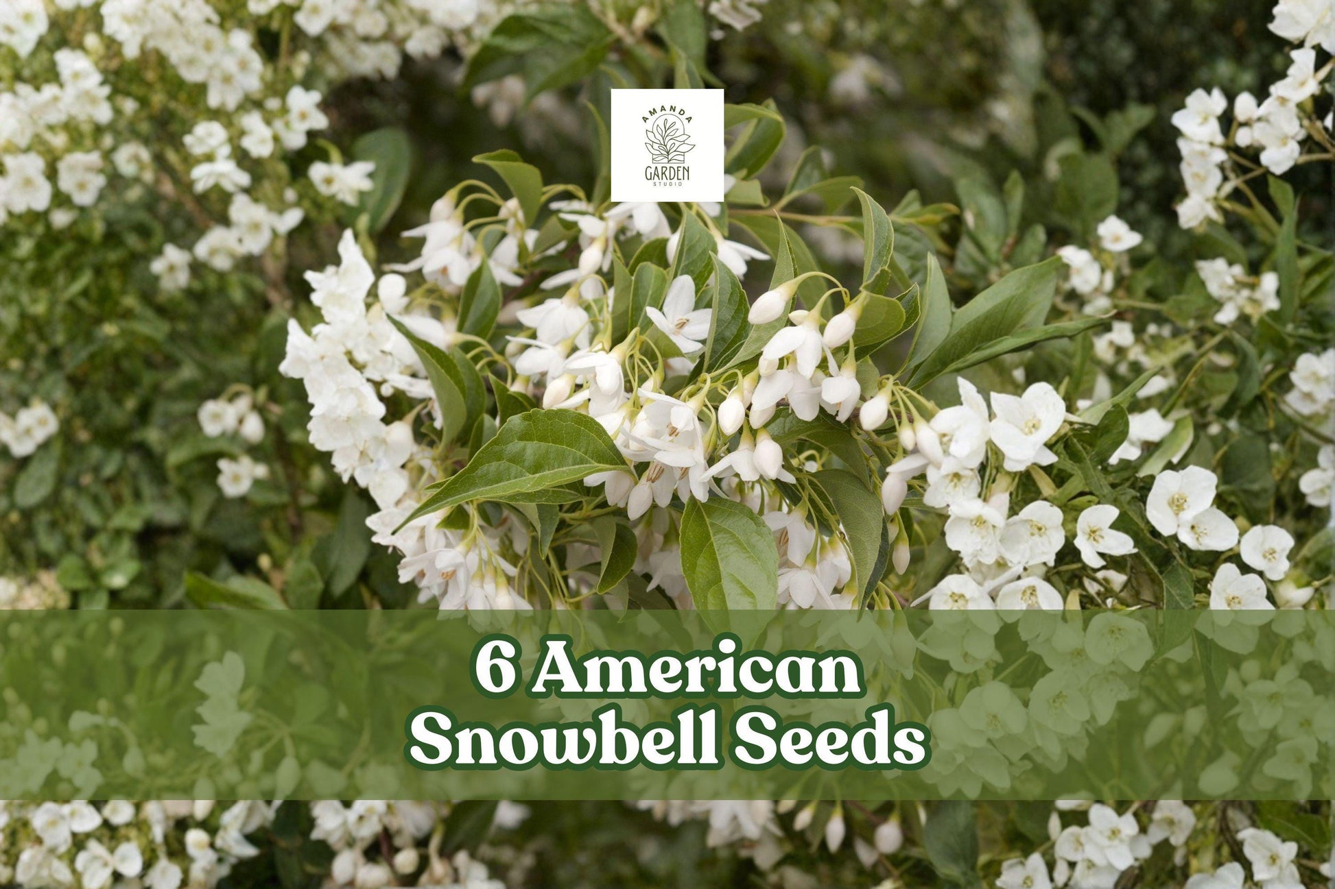6 American Snowbell Seeds Styrax americanus White Flowering Ornamental Shrub for Garden, Landscape