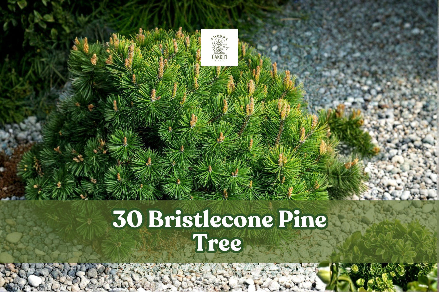 30 Bristlecone Pine Seeds – Pinus aristata Evergreen Conifer for Bonsai, Rock Gardens & Landscaping