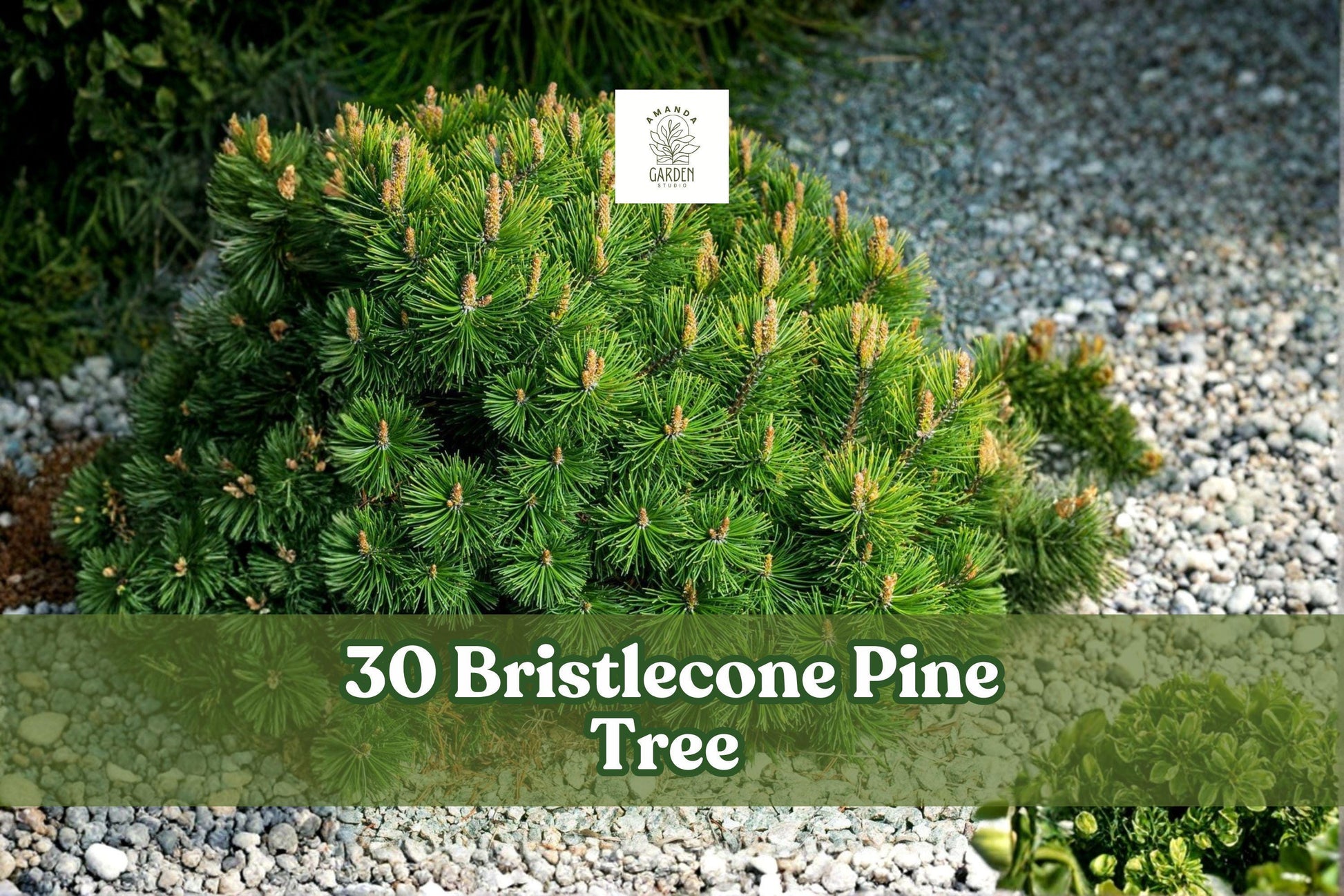 30 Bristlecone Pine Seeds – Pinus aristata Evergreen Conifer for Bonsai, Rock Gardens & Landscaping