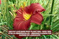 Ruby Red Stella Daylily Bare Root Plant – Vibrant Ruby Red Flowers, Perennial, Hemerocallis 'Stella de Oro'