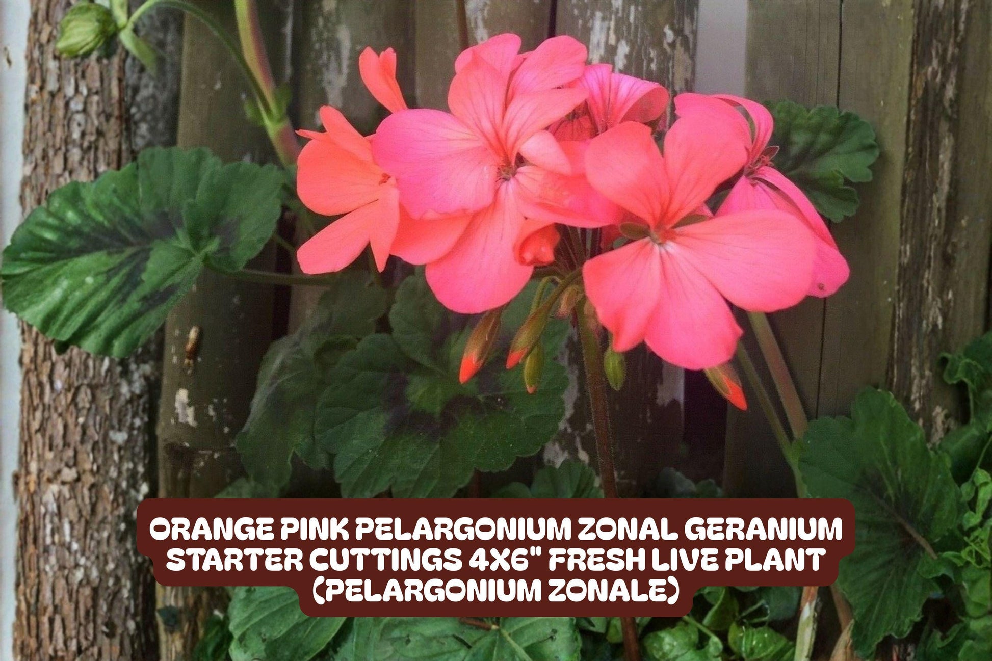 Orange Pink Pelargonium Zonal Geranium Starter Cuttings - Live Plant in 4x6" Pots, Pelargonium × hortorum, Bright Blooms