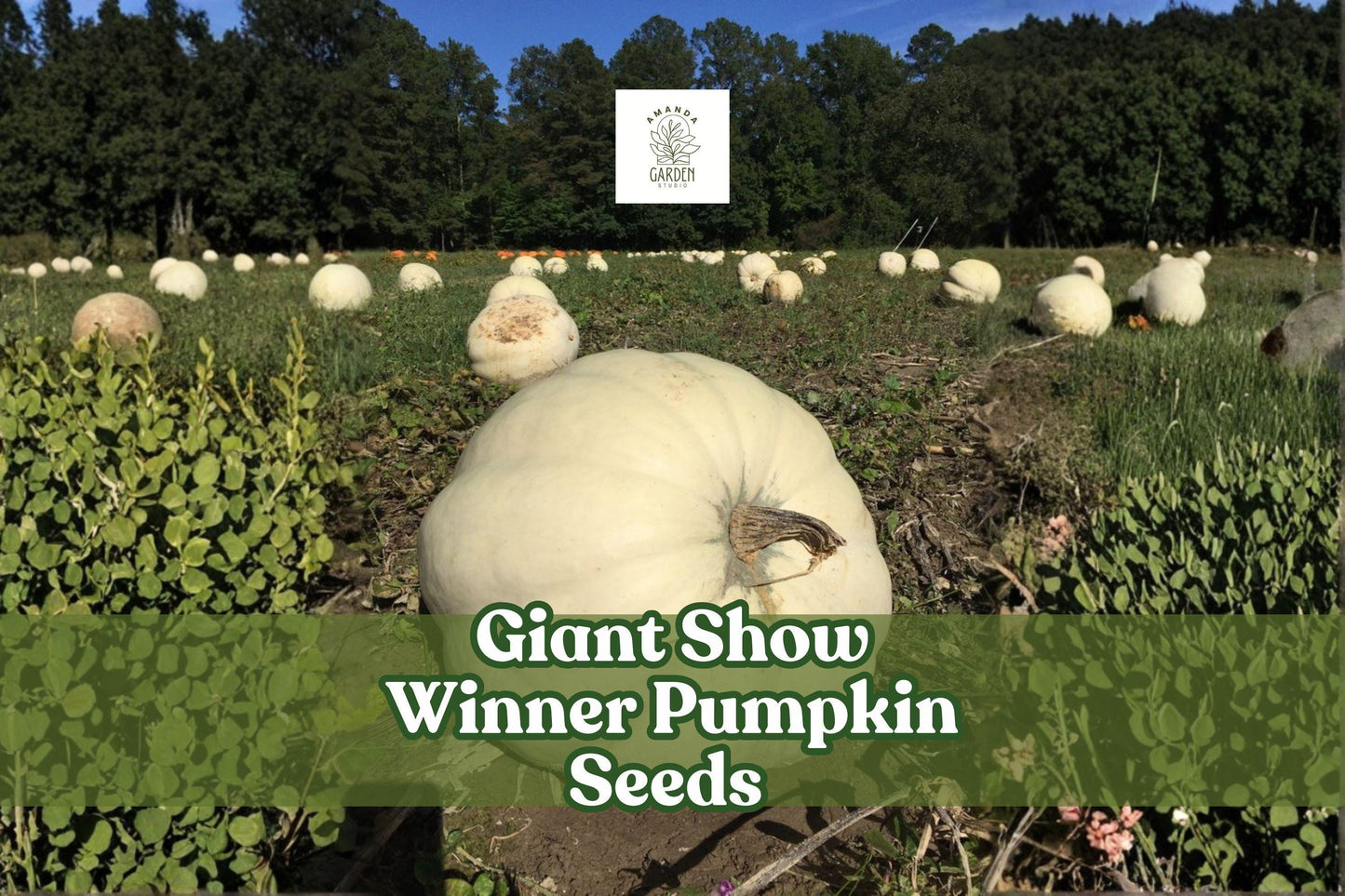 Giant Pumpkin Seeds | Heirloom Cucurbita maxima | Extra-Large, Show-Quality, Non-GMO, 5 Seeds