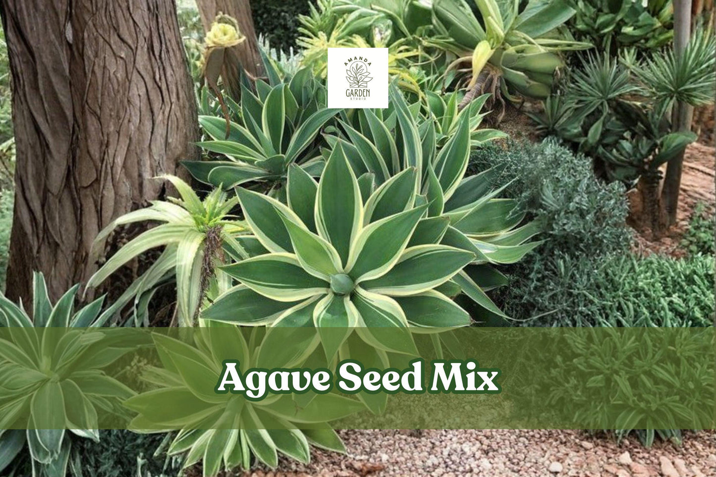 50 Agave Seed Mix - Rare Succulent Collection, Drought-Tolerant, Perennial Agave spp. for Desert Gardens & Indoor Pots