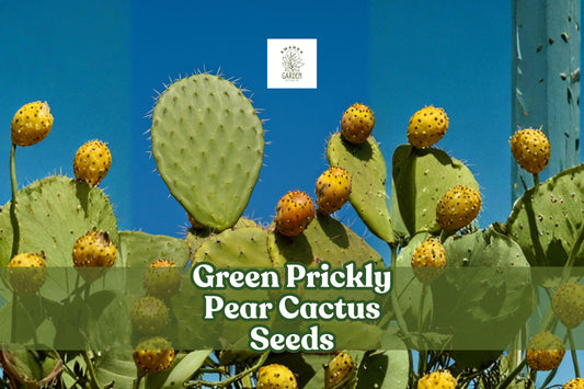 Green Prickly Pear Cactus Seeds | Opuntia spp. | Drought-Tolerant Succulent for Desert Gardens & Containers