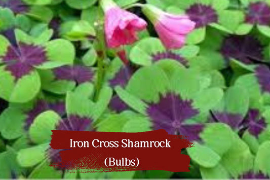 Iron Cross Shamrock Bulbs – Oxalis tetraphylla, Indoor Houseplant, Vibrant Green & Burgundy Foliage, Easy to Grow, Low Maintenance