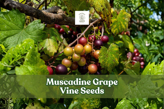 Muscadine Grape Vine Seeds (Vitis rotundifolia) – Edible Fruit, Climbing Plant, Home Vineyard, 5 Seeds
