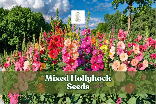 Mixed Hollyhock Seeds (Alcea rosea) | 100+ Non-GMO, Long-Blooming, Tall Cottage Garden Flowers