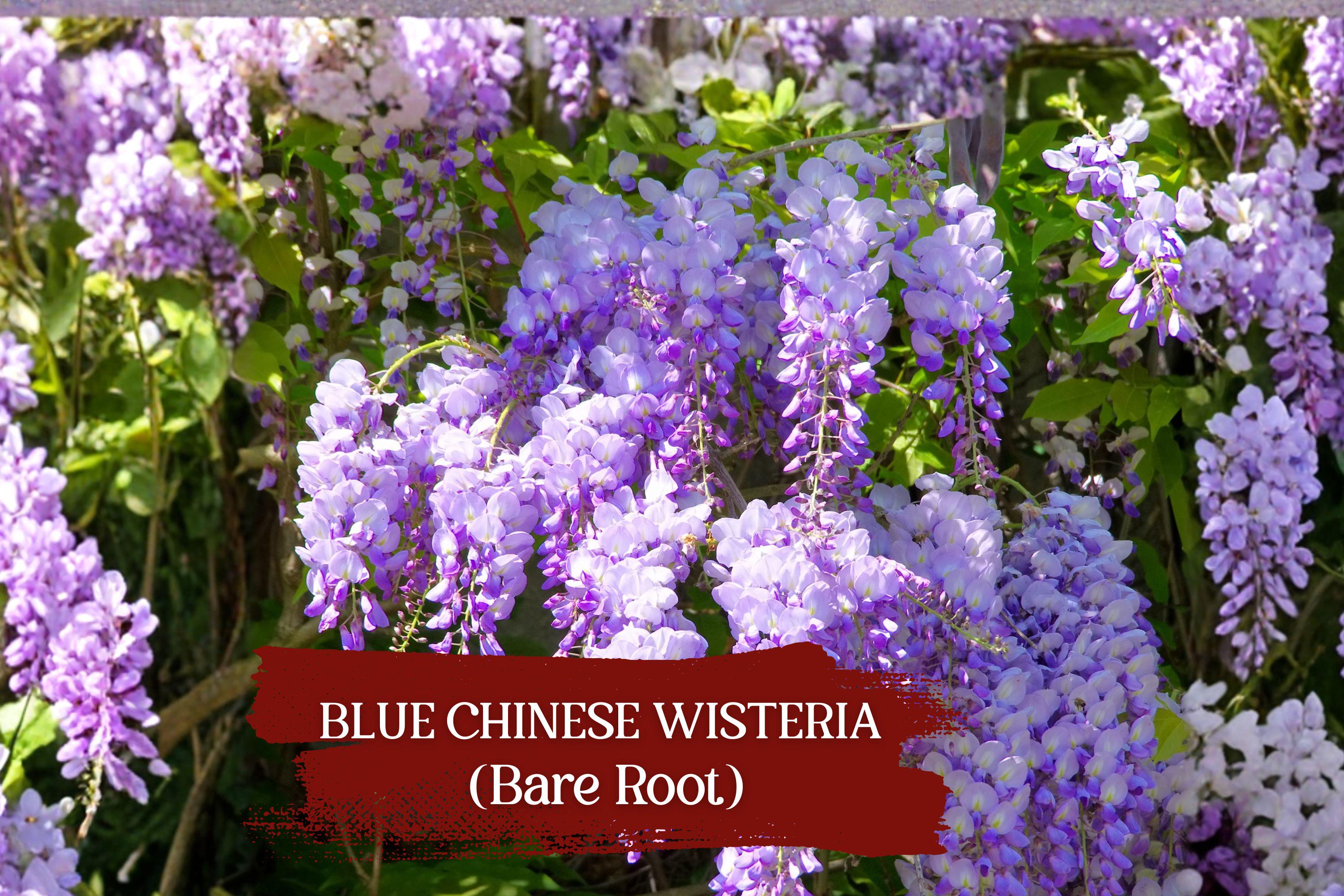 Blue Chinese Wisteria Vine Bare Root – Heirloom Purple Flowering Climber – Wisteria sinensis Garden Plant