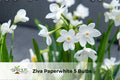 Ziva Paperwhite Bulbs – Fragrant White Narcissus, Indoor/Outdoor, 5 Bulbs, Narcissus papyraceus ‘Ziva’