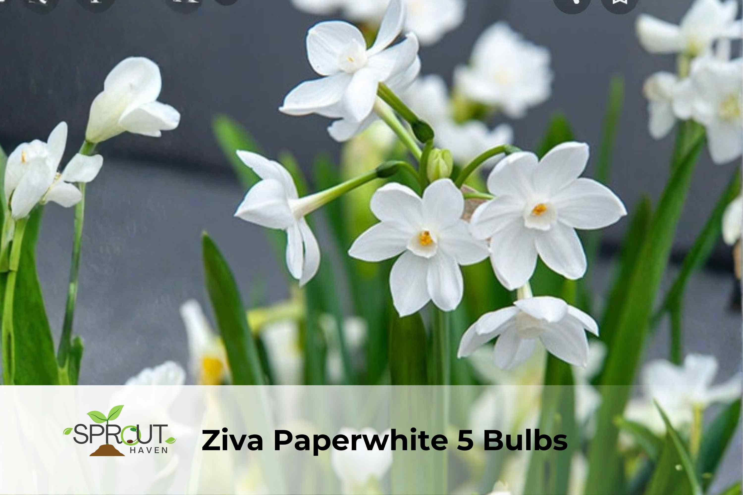 Ziva Paperwhite Bulbs – Fragrant White Narcissus, Indoor/Outdoor, 5 Bulbs, Narcissus papyraceus ‘Ziva’