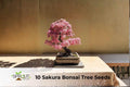 Sakura Bonsai Tree Seeds | Prunus serrulata | Japanese Cherry Blossom | Ornamental Flowering Tree Seeds