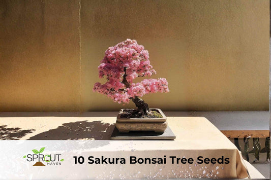 Sakura Bonsai Tree Seeds | Prunus serrulata | Japanese Cherry Blossom | Ornamental Flowering Tree Seeds