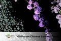100 Purple Chinese Lantern Seeds | Abutilon × hybridum Ornamental Shrub with Lantern-Shaped Purple Blooms