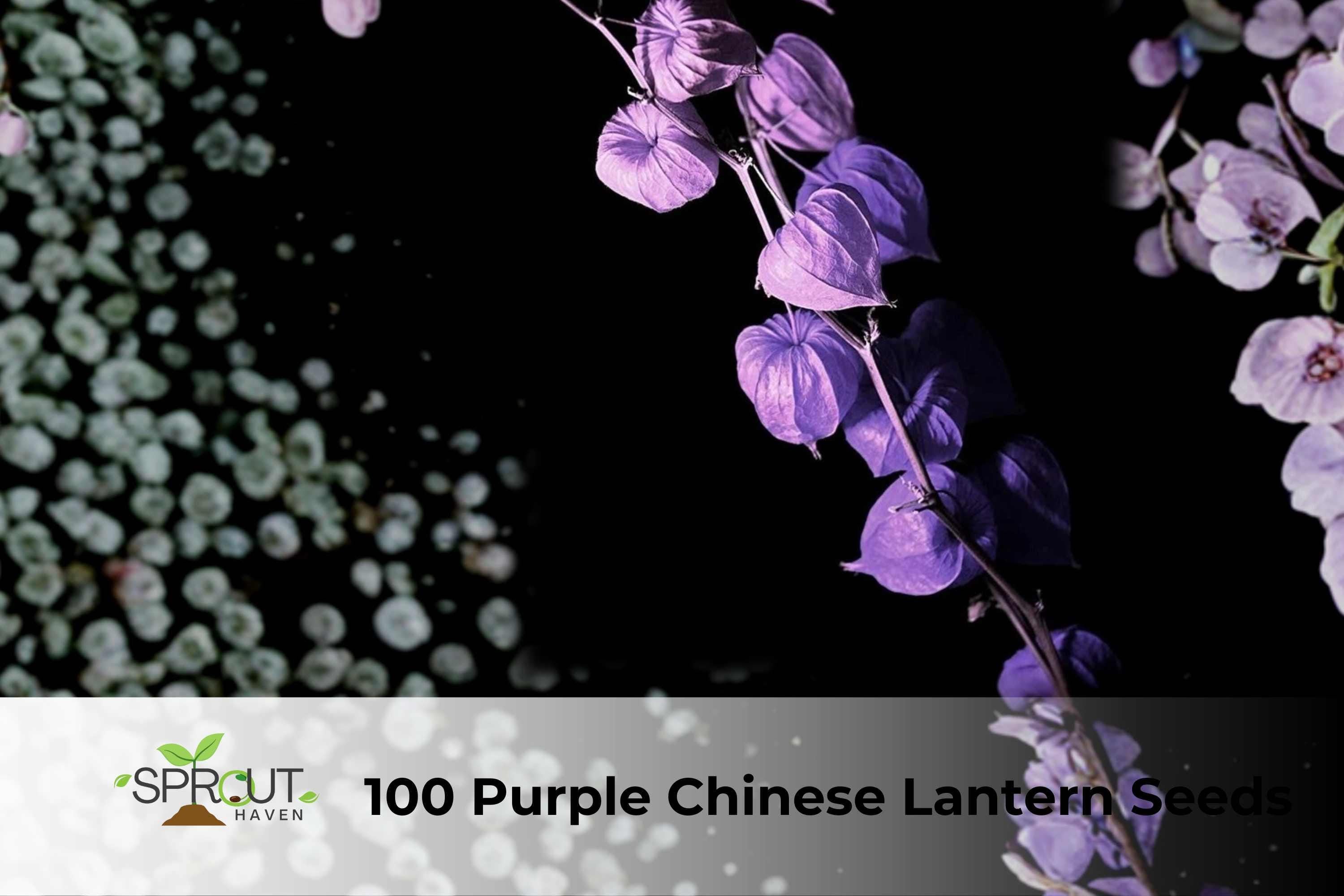 100 Purple Chinese Lantern Seeds | Abutilon × hybridum Ornamental Shrub with Lantern-Shaped Purple Blooms