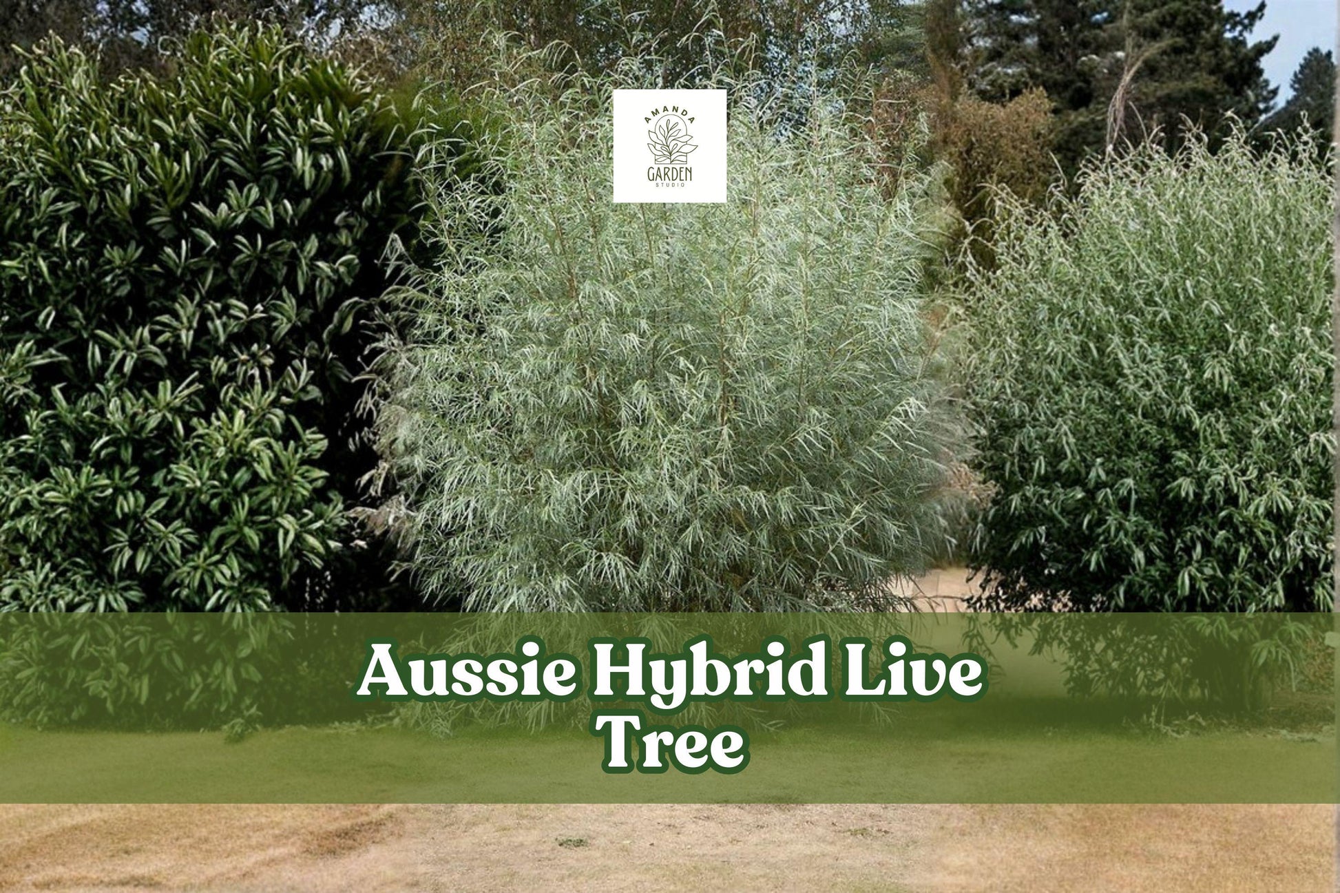 Aussie Hybrid Fast-Growing Tree Live Plant – Outdoor Landscape Tree for Yard and Garden