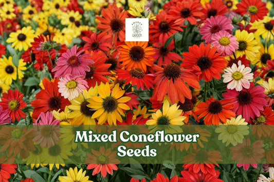 Mixed Coneflower Seeds (Echinacea purpurea) | Perennial Wildflowers in Multiple Colors | Non-GMO, Pollinator-Friendly, Drought-Tolerant
