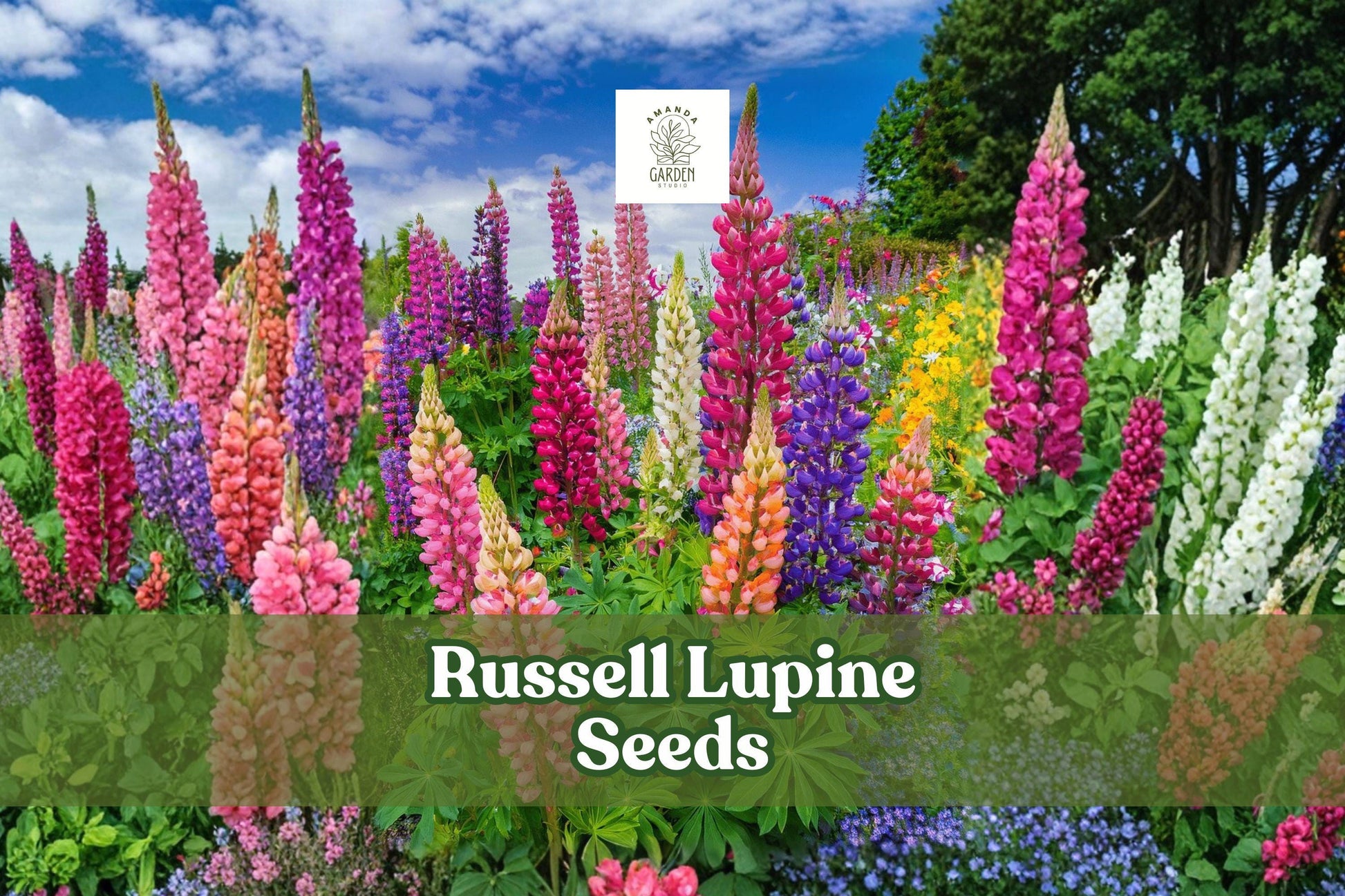 200+ Russell Lupine Seeds | Perennial Wildflower Mix | Lupinus polyphyllus | Vibrant Colors for Borders & Meadows