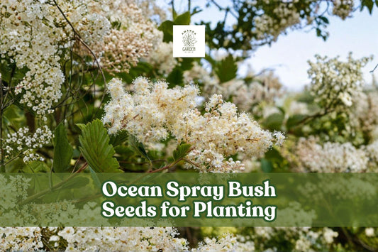 Ocean Spray Bush Seeds – Holodiscus Discolor Native Wildflower Shrubs for Pollinator Gardens, Creamy White Blooms, Drought-Tolerant