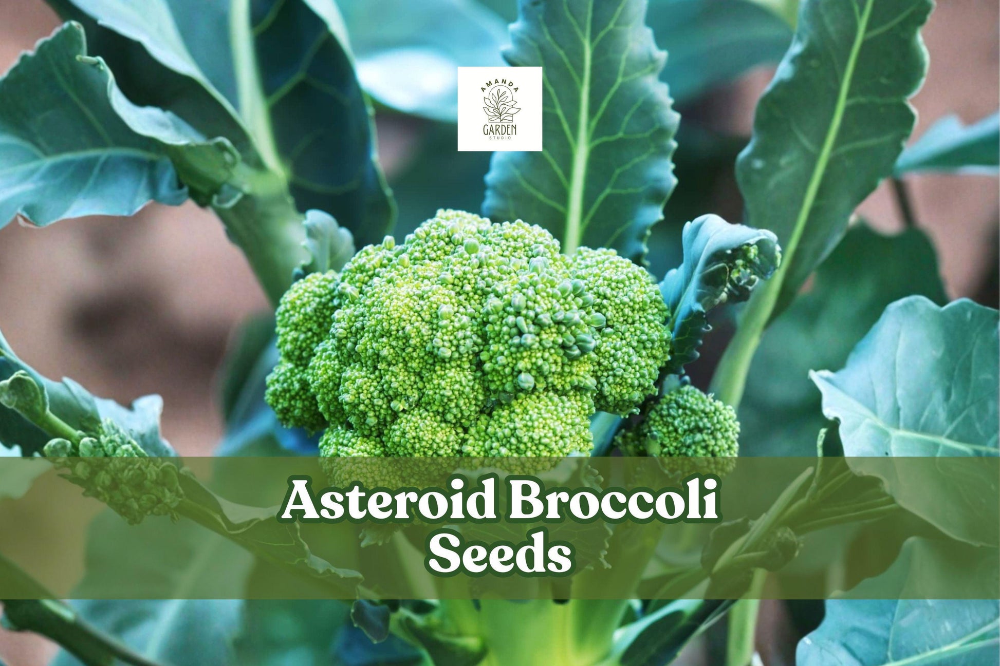Asteroid Broccoli Seeds – Heirloom Non-GMO Brassica oleracea for Home Gardens, Containers, and Micro-Farms (50 Seeds)