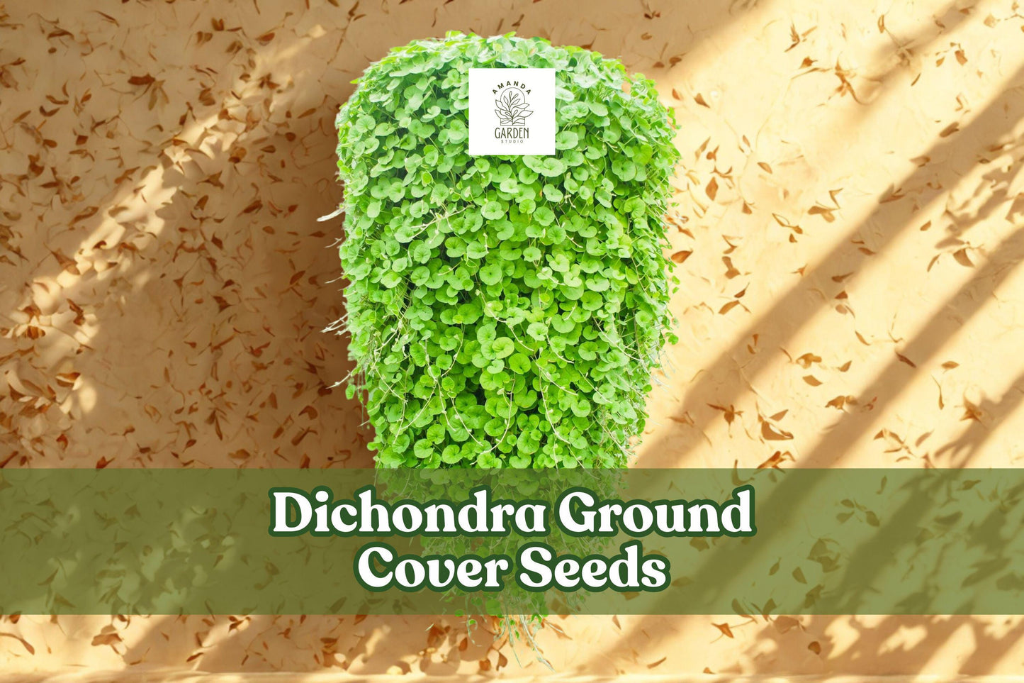 Dichondra repens Seeds – 100 Evergreen Ground Cover Lawn Alternative for Low-Maintenance Gardens