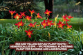 Red and Yellow Daylily Plant Roots – Perennial Garden Flower, Hemerocallis, Bright Colorful Bloom, Pollinator Attracting