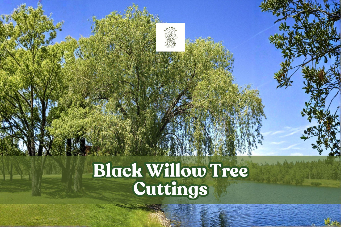 Black Willow Tree Cuttings (Salix nigra) – 6 Live Unrooted Fast-Growing Shade Trees for Landscaping and Pond Screening