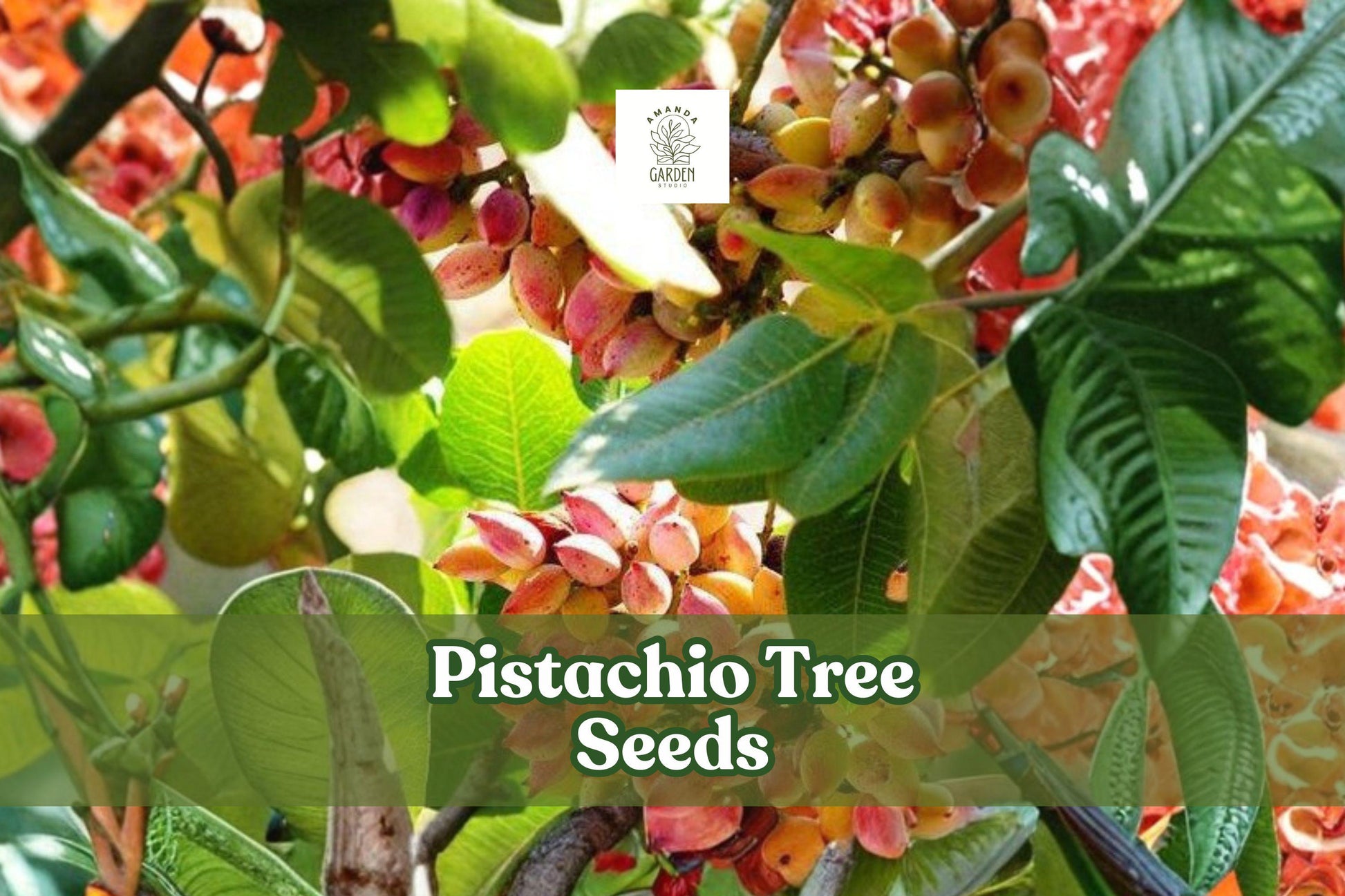 Pistachio Tree Seeds (Pistacia vera) – Drought-Tolerant Nut Tree for Edible Gardens & Orchards (6 Seeds)