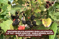 Blackberry Bush Plant – Southern Wild Rubus fruticosus, Live Starter in 3.5" Pot for Garden, Patio, or Container Cultivation