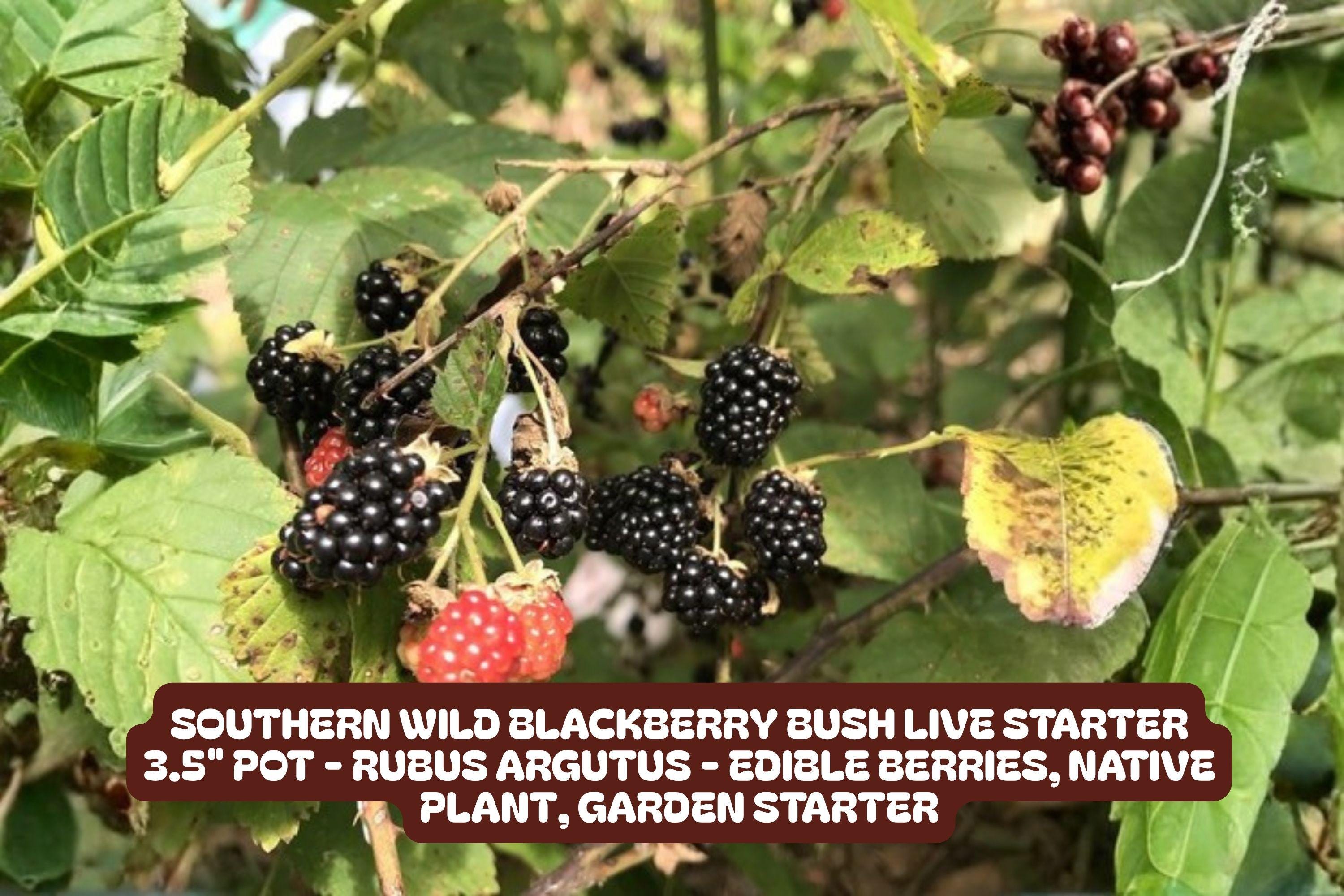 Blackberry Bush Plant – Southern Wild Rubus fruticosus, Live Starter in 3.5" Pot for Garden, Patio, or Container Cultivation