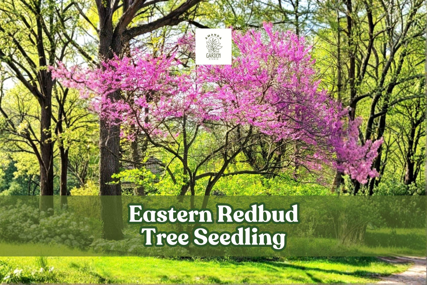 Eastern Redbud Tree Seedling | Pink Spring Flowers, Ornamental Shade Tree | Cercis canadensis, Live Deciduous Tree