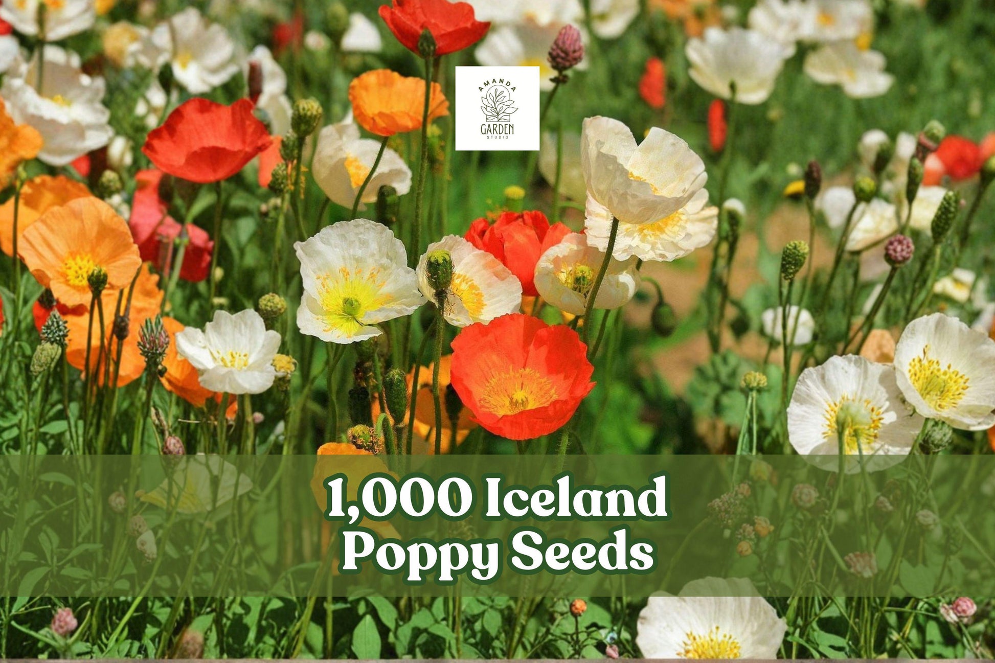 1000 Iceland Poppy Seeds | Papaver nudicaule | Bright Pastel Wildflower Mix for Borders & Meadows