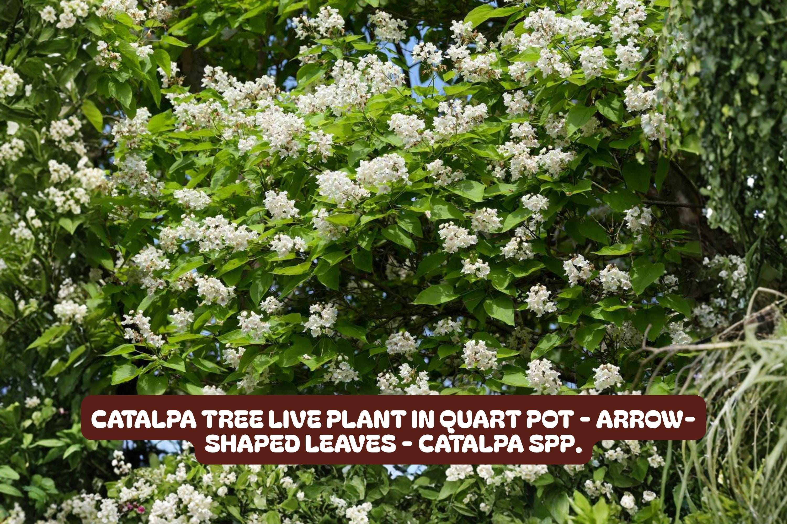 Catalpa Tree Live Plant in Quart Pot, Arrow-Shaped Leaves, Catalpa speciosa, Deciduous Shade Tree for Garden and Landscaping
