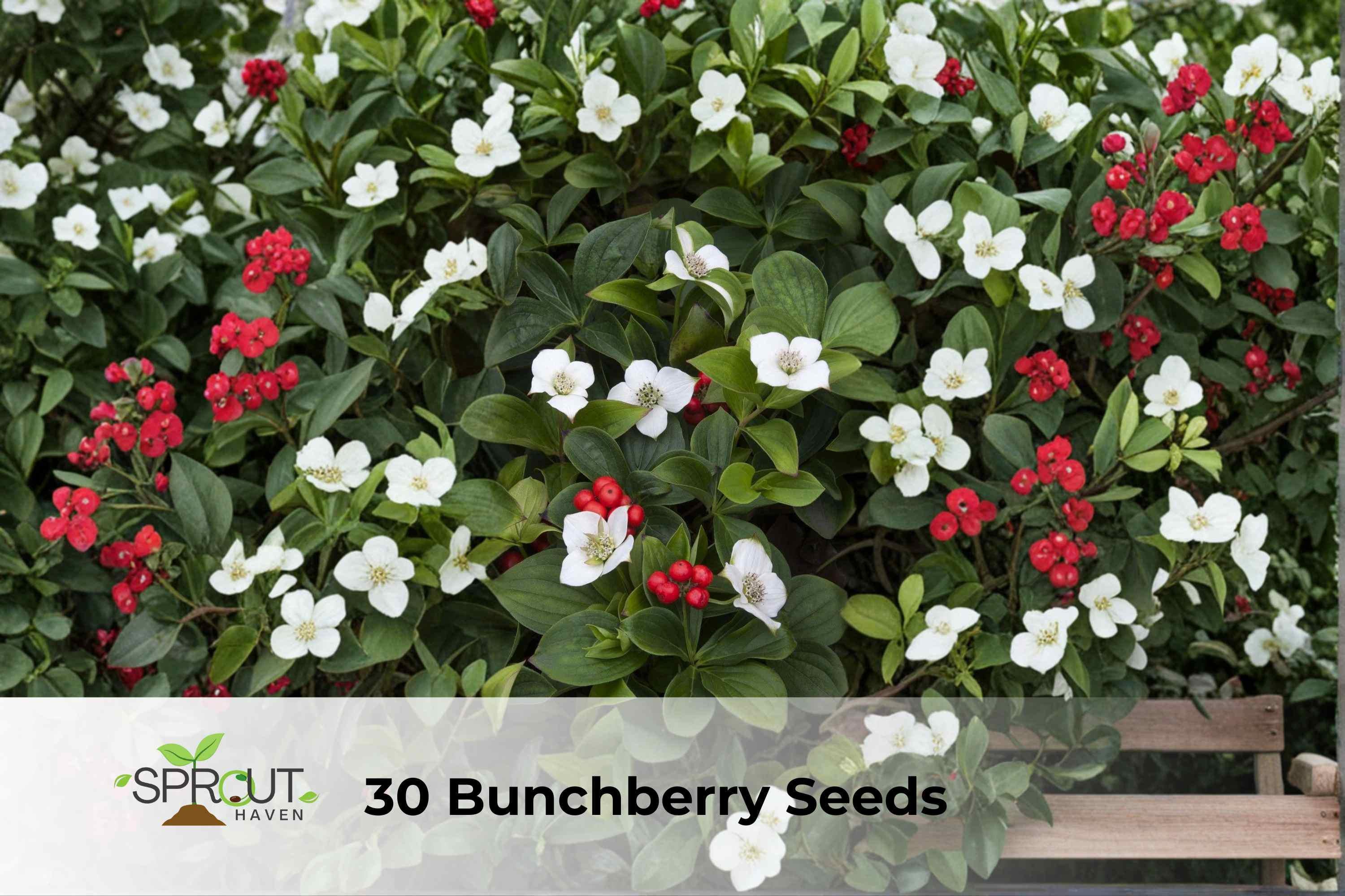 30 Bunchberry Seeds | Cornus canadensis Hardy Perennial Groundcover with White Flowers & Red Berries