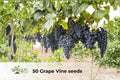 50 Grape Vine Seeds Vitis vinifera Hybrid Ornamental Climbing Vine for Gardens & Trellises