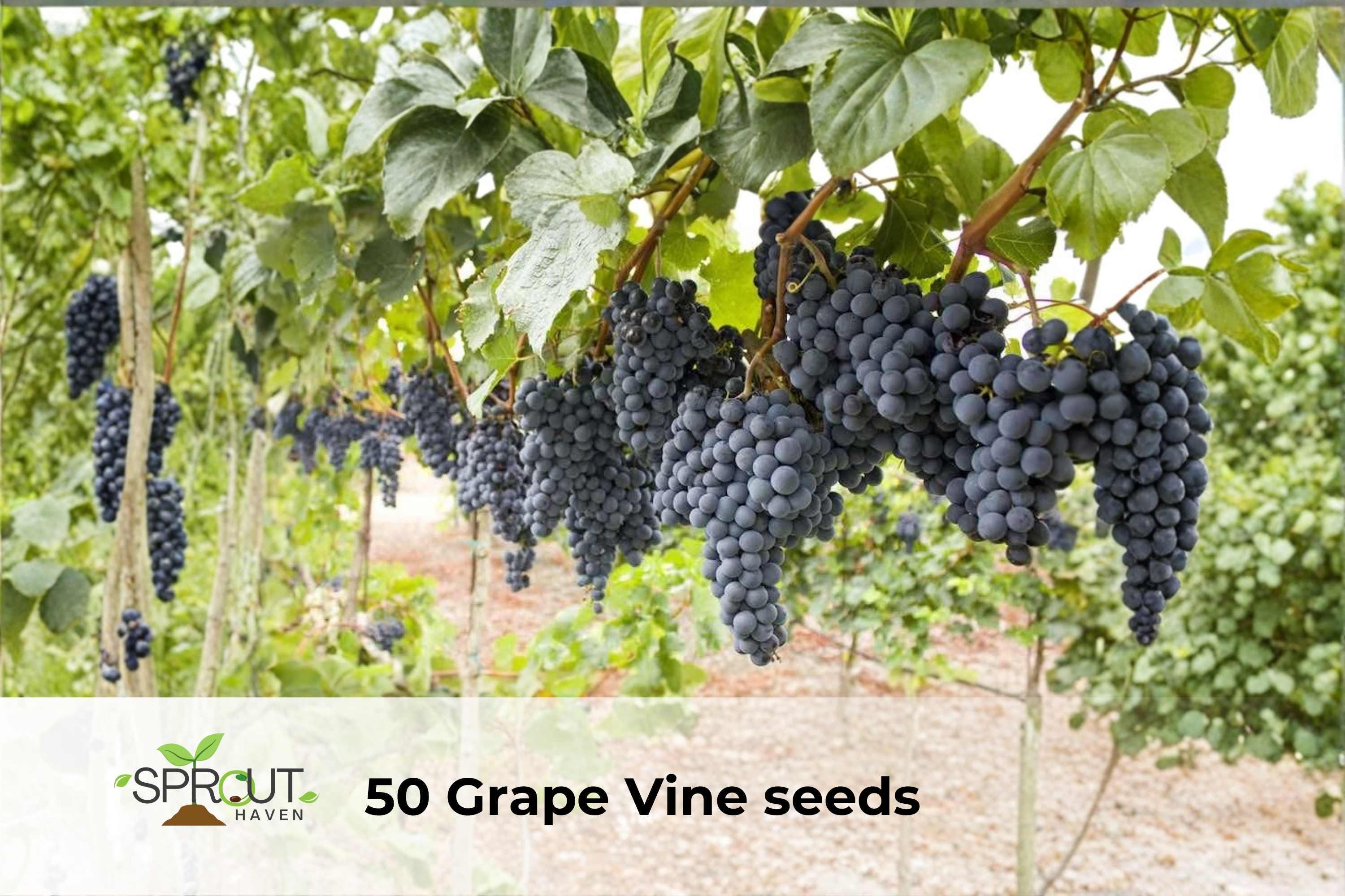 50 Grape Vine Seeds Vitis vinifera Hybrid Ornamental Climbing Vine for Gardens & Trellises