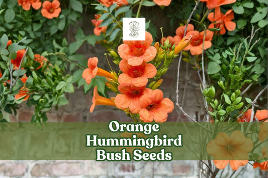 Orange Hummingbird Bush Seeds – Hamelia Patens Tropical Ornamental Flowering Shrub, Bright Orange Trumpet Blooms, 25 Seeds