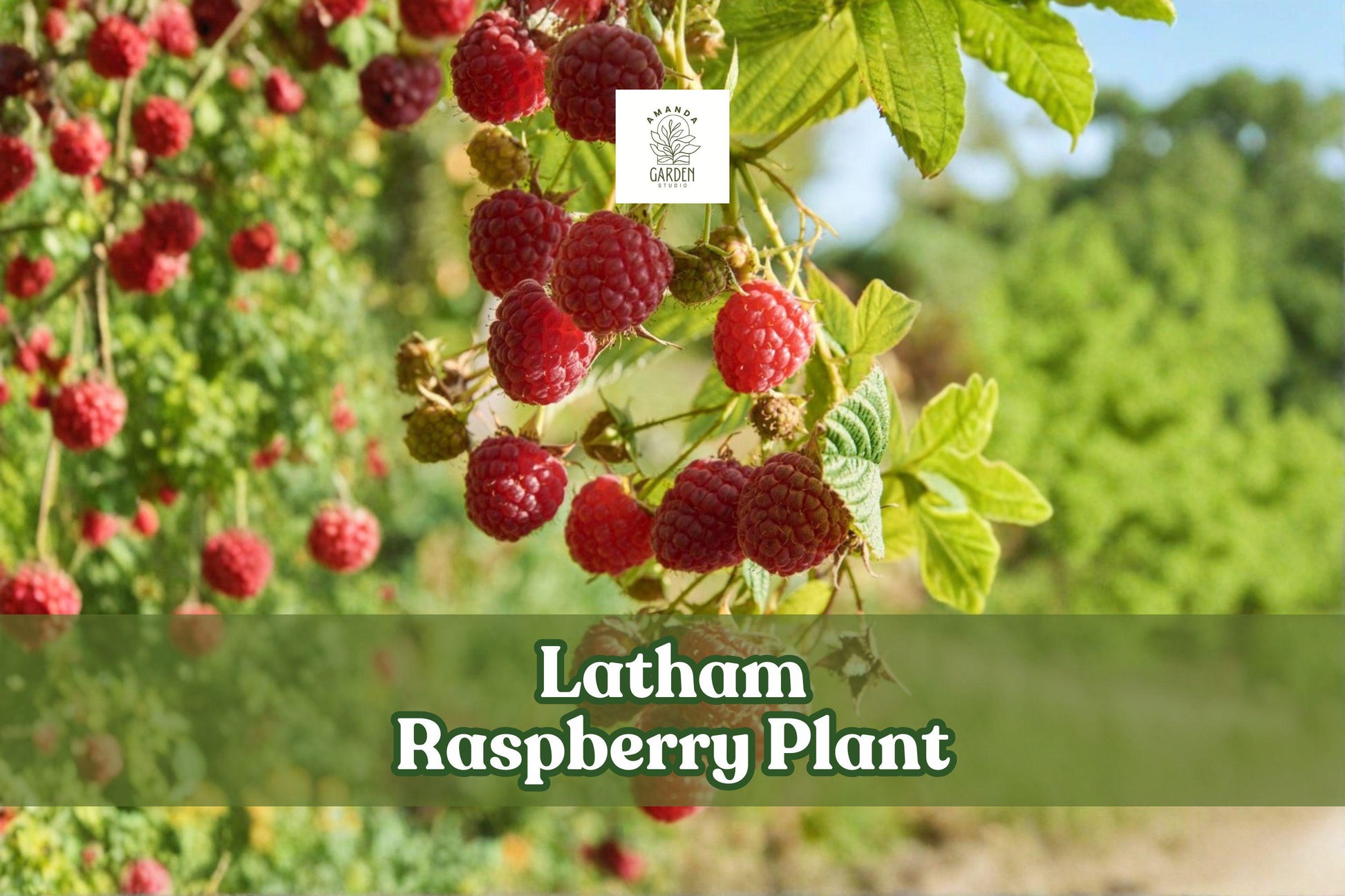Latham Raspberry Plant | Live Red Raspberry Bush | Rubus idaeus ‘Latham’ | Fruit-bearing Perennial