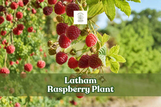 Latham Raspberry Plant | Live Red Raspberry Bush | Rubus idaeus ‘Latham’ | Fruit-bearing Perennial